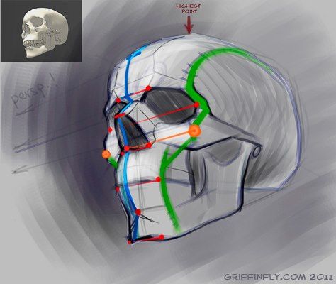 Anatomy Head, Sketch Tutorial, Head Anatomy, Skull Sketch, Face Anatomy, Human Anatomy Drawing, Drawing Heads, Anatomy For Artists, Human Head