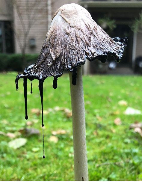 Ink Cap Mushroom, Inky Cap Mushroom, Mushroom Costume, Baba Jaga, Mushroom Plant, Mushroom Pictures, Tattoo Reference, Painting Reference, Crochet Fairy