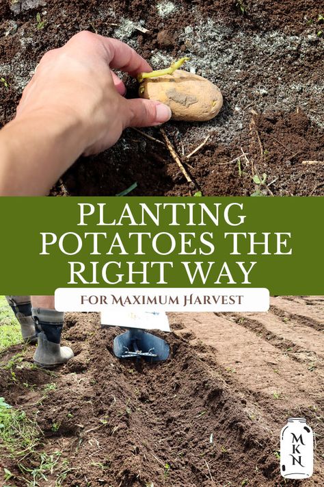 When To Plant Potatoes, How To Plant Potatoes, Grow Potatoes In Container, Plant Potatoes, Potato Tower, Container Potatoes, Potato Gardening, Potato Varieties, Planting Potatoes