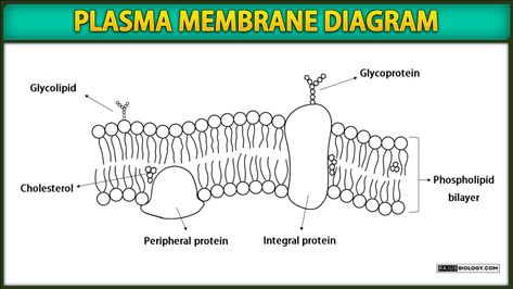 Membrane Structure, Plasma Membrane, Neet Exam, Structure And Function, Biology, Models, Quick Saves