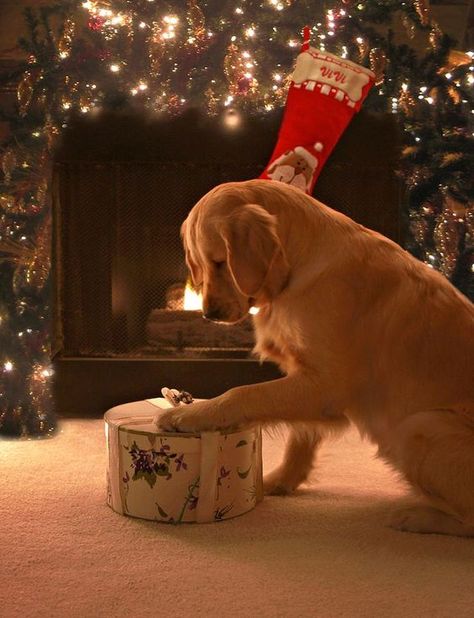 10 great holiday gift ideas that will help your pet thrive throughout the season and beyond. A Golden Retriever, Christmas Puppy, Corn Dogs, Noel Christmas, Golden Retrievers, Christmas Love, Christmas Morning, On The Floor, Christmas Joy