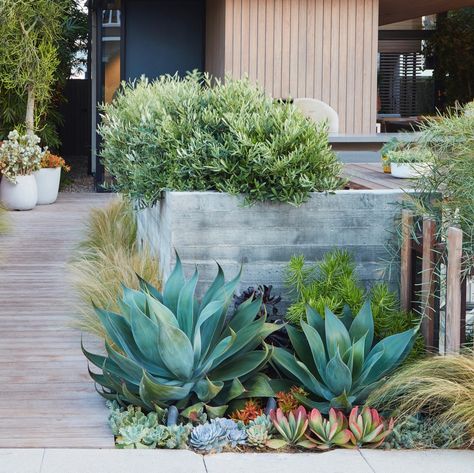 In Los Angeles, dwarf olives (O. europaea ‘Mantra’) mix with succulents and Stipa feather grass to soften board-formed-concrete walls. #gardenista #garden #lowwater #gardenideas Bedroom Greenery, Dry Gardens, Backdrop Bedroom, Low Water Landscaping, Succulent Garden Landscape, Ficus Pumila, Low Water Gardening, Succulent Landscape Design, Greenery Wall