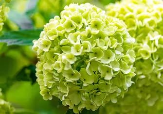 All About Hydrangea | The Blossom Shop Charlotte Everyday Bouquet, Hydrangea Seeds, Big Leaf Hydrangea, Bigleaf Hydrangea, Hydrangea Shrub, Red Hydrangea, Panicle Hydrangea, Hydrangea Colors, Hydrangea Not Blooming