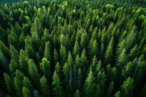 Forest Top View, Coniferous Forest, Summer Forest, Landscape Concept, Tree Saw, Cityscape Photos, Logo Banners, Nature Backgrounds, Pine Trees