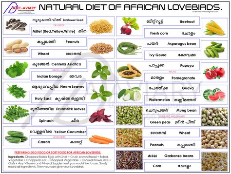 Natural Diet of African Lovebirds. Budgie Food, Parrot Care, Parrot Diet, African Lovebirds, Love Birds Pet, Conure Bird, Ring Necked Parakeet, African Birds, Birds Pet