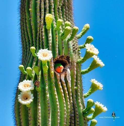 American Desert, Weird Trees, Cactus Photography, Cactus Blossoms, Blooming Cactus, Desert Animals, Plantas Vs Zombies, Desert Art, Desert Cactus