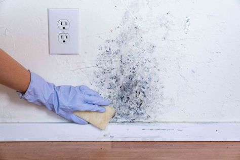 Kill the Mold and Get Rid of the Stains on Your Walls Best Mold Remover, Hvac Ductwork, Toxic Mold, Cleaning Methods, Leaky Faucet, Mold Remediation, Types Of Mold, Vinegar Cleaning, Mold Growth