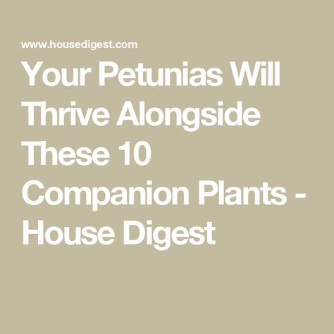 Your Petunias Will Thrive Alongside These 10 Companion Plants - House Digest Plants House, Companion Plants, Companion Planting, Types Of Soil, Drought Tolerant, Ground Cover, Beautiful Blooms, Petunias, Geraniums