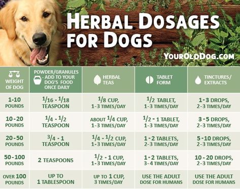 A Guide to Safely Using Herbs for Dogs - Includes Dosage Homeopathy For Dogs, Herbs Good For Dogs, Herbs For Dogs, Natural Dog Remedies, Holistic Dog Care, Pet Remedies, Meds For Dogs, Holistic Pet Care, Dog Medicine