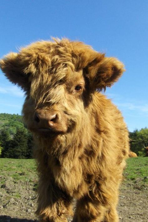 This baby Himalayan cow will take over the world. Oh my goodness I just want to hug it! Highland Calf, Cow Photos, Baby Highland Cow, Fluffy Cows, Brown Cow, Highland Cattle, Baby Cows, Fluffy Animals, Cute Cows