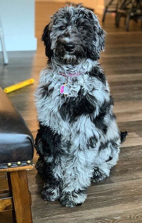 Merle Poodle, Merle Labradoodle, Merle Bernedoodle, Merle Goldendoodle, Blue Merle Poodle, Merle Doodle, Blue Merle Goldendoodle, Blue Merle Doodle, Black Labordoodle