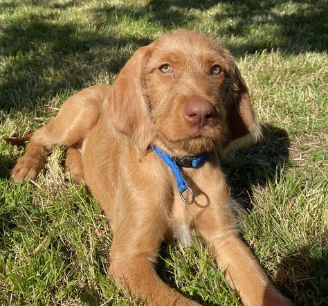 Hungarian Dog, Wirehaired Vizsla, Dream Pet, Weimaraner Dogs, Man And Dog, Future Family, Cute Dogs And Puppies, Weimaraner, I Love Dogs