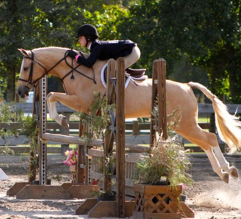 Palomino Horse Jumping, Horseback Aesthetic, Hunter Jumper Aesthetic, Horse Hunter Jumper, Pony Finals, Pony Hunters, Hunter Jumping, Beautiful Horses Wild, Hunter Jumper Horses