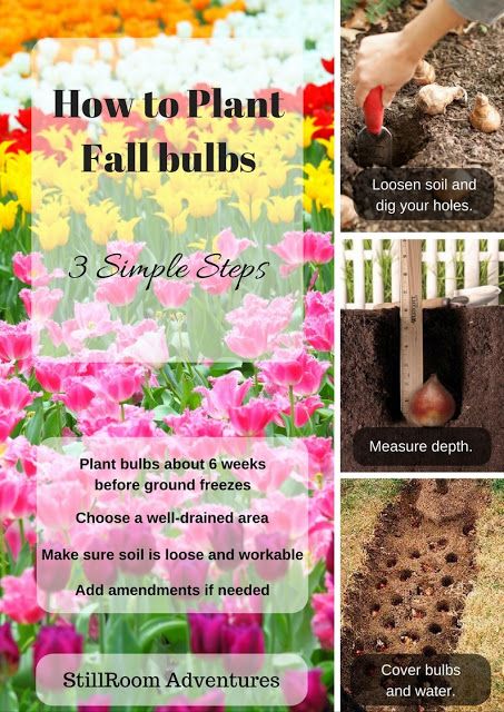 Planting fall bulbs is so much easier than I ever would have thought!  After some basic prep work, it is really just three simple steps to getting this project under control!  Read on to find out how! Herb Journal, Fall Bulb Planting, Fall Bulbs, Outdoor Gardens Design, Planting Bulbs, Spring Blooms, Autumn Garden, Busy Life, Work It