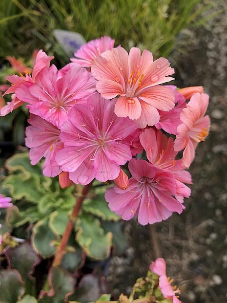 Lewisia Cotyledon, Plant Reference, Garden 2023, Edible Landscaping, Cut Flower Garden, Flower Landscape, Outdoor Flowers, Flowers Pink, Pretty Plants