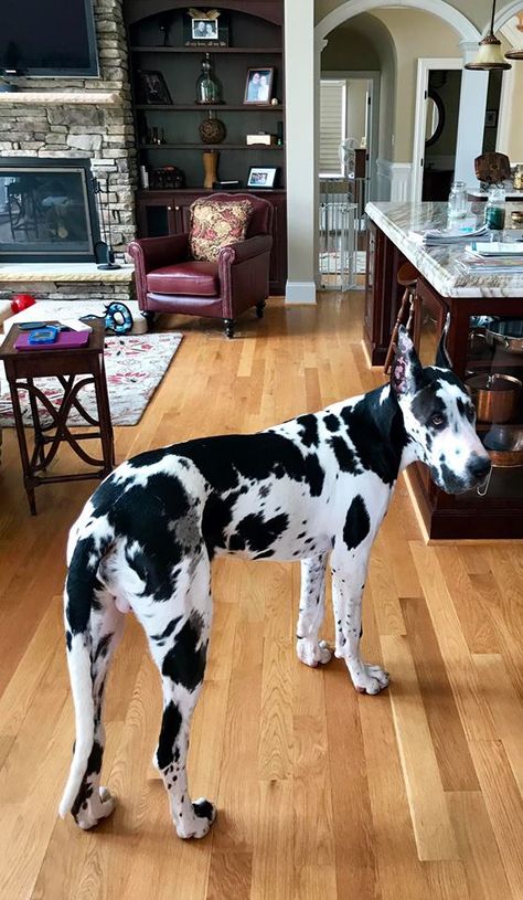 Otis the Harlequin Great Dane - 6 months old. <3 Great Dane Facts, Harlequin Great Dane, Cute Dog Costumes, Harlequin Great Danes, Don Corleone, Dane Puppies, Great Dane Puppy, Dog Exercise, Dane Dog