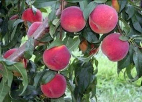 Fruit tree season is coming up | Lifestyles | somerset-kentucky.com Memory Sculpture, Fresh Eating, Growing Fruit Trees, Berry Plants, Peach Tree, Pink Fruit, Yellow Fruit, Peach Trees, Tree Care