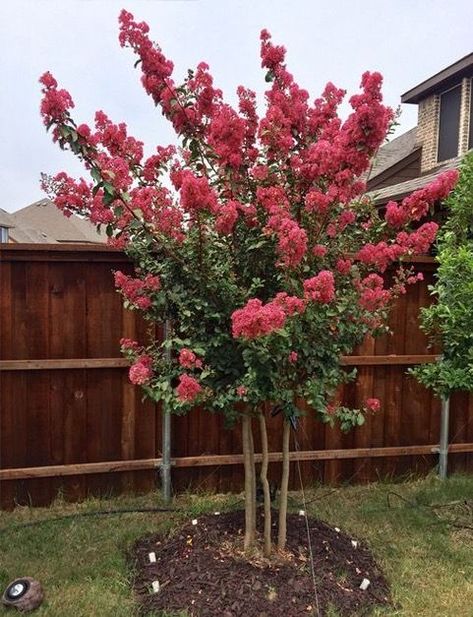 Front Yard Tree, Small Trees For Garden, Haddon Hall, Landscaping Trees, Backyard Shade, Crepe Myrtle, Front Landscaping, Crape Myrtle, Fence Landscaping