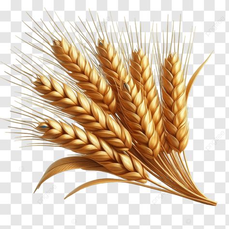 golden wheat stalks golden wheat stalks wheat agriculture png Wheat Images, Wheat Bundle, Wheat Sheaf, Drawing Books, Wheat Design, Golden Wheat, Wheat Fields, Transparent Image, Png Transparent