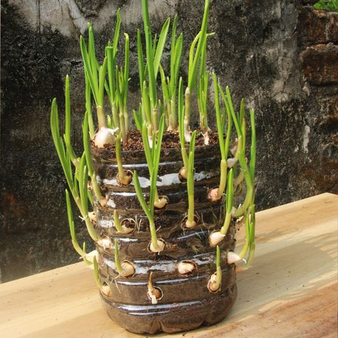 Soda Bottle Garden, Plastic Bottles Planters, Regrow Veggies, Window Exhibition, Bottle Gardening, Recycled Garden Planters, Garlic Farm, Regrow Vegetables, Plastic Bottle Planter