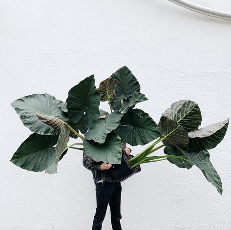 Alocasia Regal Shields, Indoor Plant Ideas, Best Houseplants, Tuesday Inspiration, Plant Wishlist, Plant Care Houseplant, Plants Are Friends, Leafy Plants, Indoor Plant Care