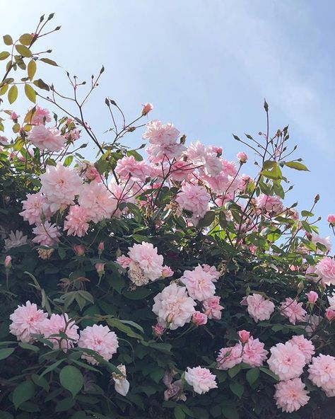 A Tree, Pink Flowers, Flowers, Pink, Blue, Instagram