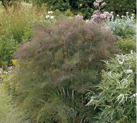 Bronze fennel is an Italian heirloom delightful not only for culinary purposes, but it is also decorative and attracts swallowtail… Bronze Fennel, Fall Perennials, Insect Species, Anise Seed, Herb Gardens, Fragrant Garden, Amaryllis Bulbs, Lily Bulbs, Sensory Garden