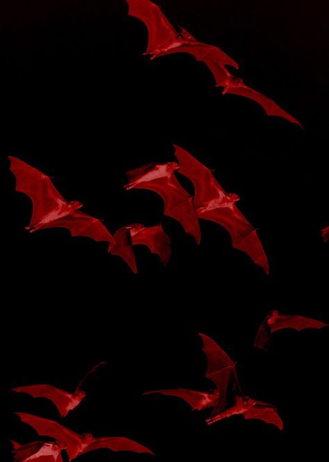 Red bats Red Aesthetic Grunge, Vampire Aesthetic, Flipagram Instagram, Goth Aesthetic, Red Walls, Batwoman, Red Wallpaper, Red Aesthetic, Aesthetic Grunge