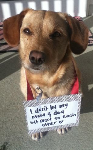 'I don't let my Mom & Dad sit next to each other'. Yep. Spoiled baby girl. Dogs Products, Dog Shaming Funny, Pet Shaming, Cat Shaming, Animal Shaming, Dog Shaming, Bad Dog, Funny Animal Pictures, Dog Memes