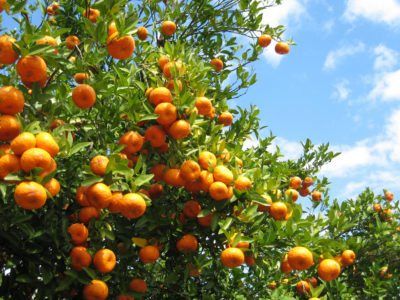 Orange Peel Tea, Growing Citrus, Citrus Garden, Growing Fruit Trees, Orange Trees, Florida Oranges, Orange Grove, Citrus Trees, Growing Fruit