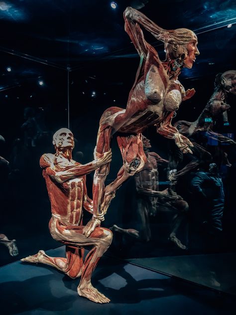 Human Body Museum, Body Worlds Amsterdam, Tragic Characters, Human Body Exhibit, Human Decomposition, Body Museum, Skeleton Reference, Grotesque Art, Gunther Von Hagens