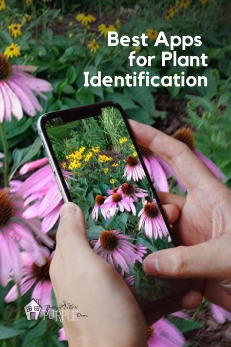 Best apps for plant identification - #plantid #gardeningapps #plantidentification Backyard Homesteading, Plant Identification App, Identify Plants, Colourful Garden, Plant App, Flower App, Flower Identification, Identify Plant, Garden Container