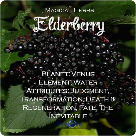 Magical Herbs Elderberry - Elune Blue Herb Pantry, Herb Correspondences, Herbal Correspondences, Fruit Magic, Plant Magick, Magic Plants, Magick Herbs, Kitchen Witch Recipes, Mythical Beings