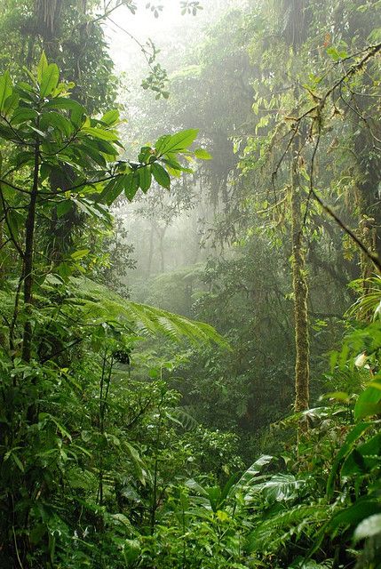 Santa Elena Cloud Forest Reserve Costa Rica | Gorgeous gorgeous gorgeous Cloud Forest, Jungle Art, Evergreen Forest, Evergreen Plants, Magic Forest, Tropical Forest, Forest Photography, Green Forest, Beautiful Photos Of Nature