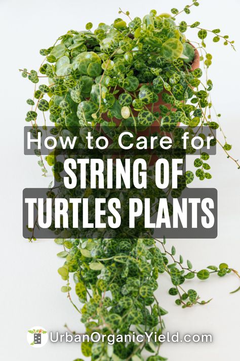 Turtle Shell Plant, How To Propagate String Of Turtles, String Of Turtles Care, String Of Turtles Plant, Turtle Plant, String Of Turtles, Plant Obsession, Balcony Gardens, Turtle Care