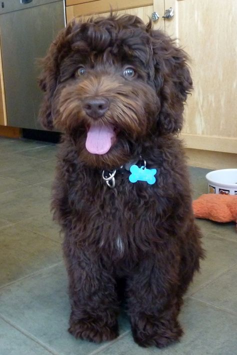 The chocolate Labradoodles are among the most common coloring in the breed, I don’t blame perspective owners for choosing the adorable brown coated, brown eyed treasures as their forever friends. <----- To understand and learn more about chocolate labradoodles click the pin. #chocolatelabradoodle #chocolatelabradoodlepuppies #chocolatelabradoodlemini #labradoodle Chocolate Labradoodle Puppy, Labradoodle Mini, Labradoodle Art, Chocolate Labradoodle, Labradoodle Dogs, Australian Labradoodle, Really Cute Puppies, Labradoodle Puppy, Really Cute Dogs