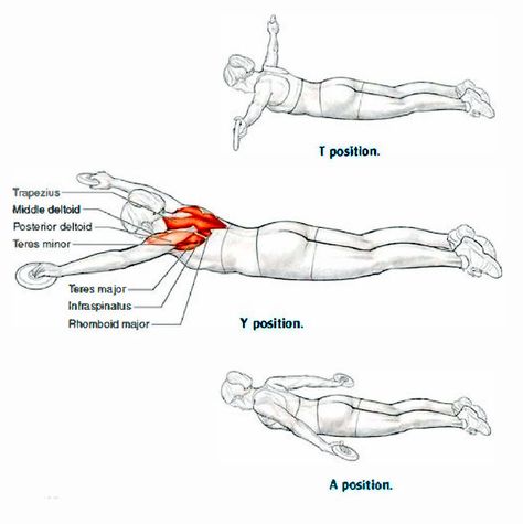 Shoulders crawl Swimmers Workout Dryland, Rhomboid Exercises, Exercises For Swimmers, Dry Land Swim Workouts, Dryland Workout, Workouts For Swimmers, Swimming Drills, Rehabilitation Exercises, Swim Coach