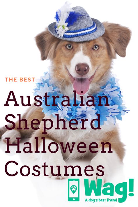 Best Ideas for Australian Shepherd Halloween Costumes #australianshepherd #halloweencostume #trickortreat #dogcostume #australia #dogactivities #dogs #wagwalking #wagdogwalking Aussie Costume Ideas, Shepherd Costume, Best Dog Costumes, Cute Dog Costumes, Diy Dog Costumes, Aussie Shepherd, Dog Best Friend, Aussie Dogs, Pet Halloween Costumes