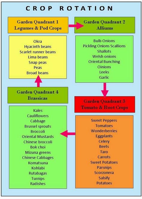 Garden Crop Rotation, Garden Plots Layout, Garlic Garden, Garden Prepping, Garden Companion Planting, Vegetable Garden Planner, Vegetable Garden Planning, Victory Garden, Potager Garden