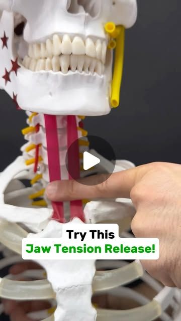 Dr. Joe Damiani - TMJ, Head & Neck Specialist on Instagram: "Comment the word ‘JAW’ on this video if you need help fixing jaw or facial pain.  Do you experience tension in the front of your throat? Difficulty swallowing, TMJ disorder, jaw pain or even neck tension when you look up?  Well very commonly the muscles around the front of the neck, jaw and floor of the mouth can become tight…. Including the Sternohyoid!  You see the infrahyoid muscles (below hyoid bone) one of which being the sternohyoid stabilize the hyoid bone… in other words they prevent the hyoid from elevating during swallowing. This allows the suprahyoids, which are above the hyoid bone to open the jaw.  Confused yet?  However, when the infrahyoids, specifically that sternohyoid become too tight, they can create all sorts Hyoid Bone, Jaw Pain Relief, Neck Tension, Jaw Pain, In Other Words, Move It, Head And Neck, Pain Relief, Muscles