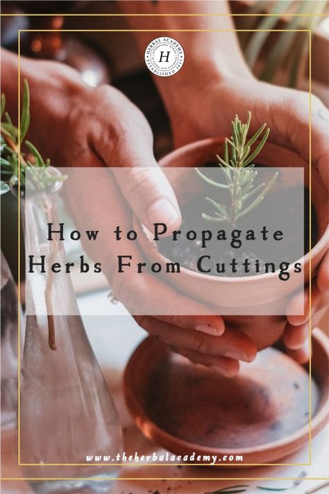 How to Propagate Herbs From Cuttings | Herbal Academy | There are ways to multiply herbs using your already-established plants. Here’s how to propagate herbs using plant stems. Herbal Academy, Outdoor Herb Garden, Diy Herbal Remedies, Types Of Herbs, Garden Hacks, Rooting Hormone, Herbal Recipes, Gardening Techniques, Garden Life