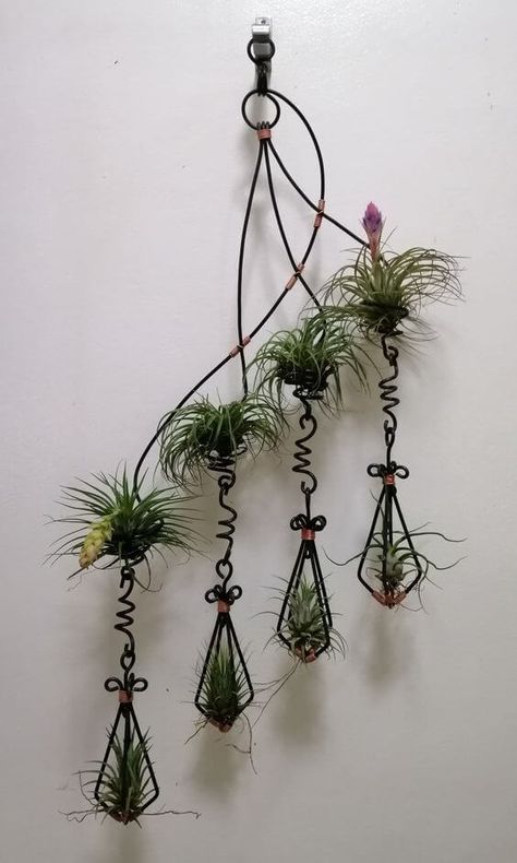 40 Beautiful Mini Air Plant Gardens to Decorate Your Home Plant Cabinet, Air Plant Art, Odd Plants, Dirt Therapy, Air Fern, Air Plants Diy, Air Plant Garden, Garden Goddess, Plant Display Ideas