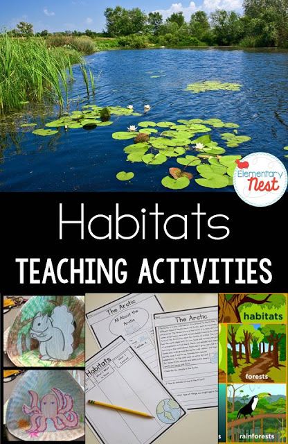 Habitats Activities, Teaching Habitats, Habitat Activities, Science Unit Studies, Second Grade Science, 1st Grade Science, Primary Science, Animal Science, Kindergarten Science