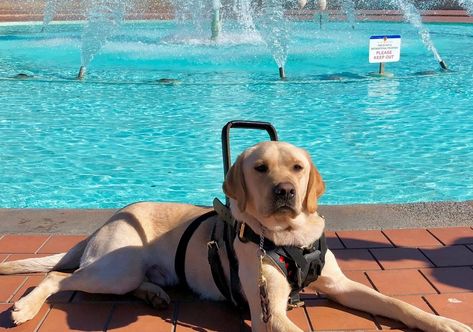 Dogs Prove There is a Scent Associated to Epileptic Seizures | Little Angels Service Dogs Labrador Service Dog, Epileptic Seizures, Service Dogs Breeds, Psychiatric Service Dog, Dog Training School, Dog Organization, Service Dogs Gear, Service Dog Training, Service Dog Vests