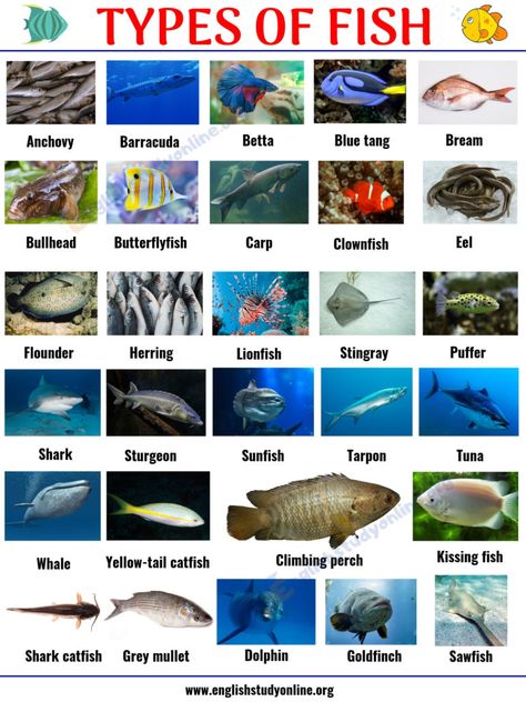 Types of Fish: List of 29 Popular Fish Names with Pictures in English - English Study Online Eld Strategies, Animals Name List, Fish Names, Fish Chart, Animals Name In English, Fish Types, Fish List, Illustration Projects, Different Fish