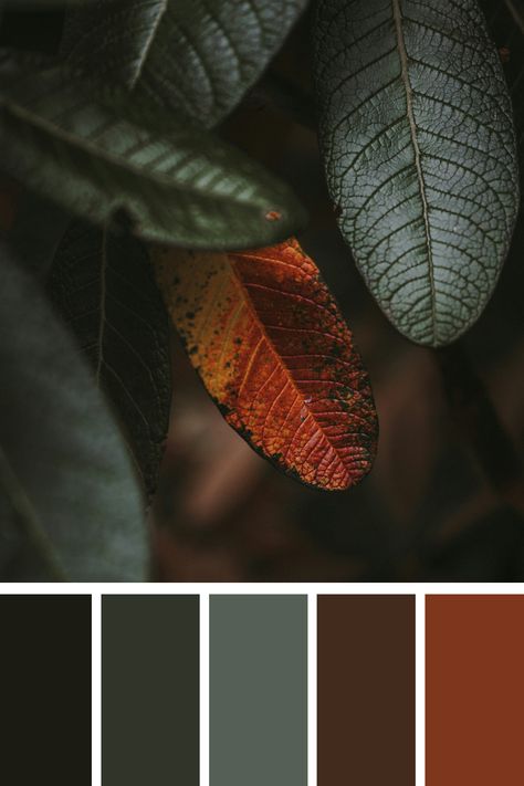 This earthy color palette features a single red and orange leaf amidst dark green foliage, creating a striking contrast. The vibrant autumnal colors stand out against the deep, muted greens, highlighting the changing season and the beauty of nature. Black Orange Green Aesthetic, Dark Green Burnt Orange Color Palette, Emerald Color Combinations, Dark Green Matching Colors, Olive Green Complimentary Colors, Burnt Sienna Color Palette, Dark Green Color Combinations, Backyard Bunkie, Wedding Pamphlet