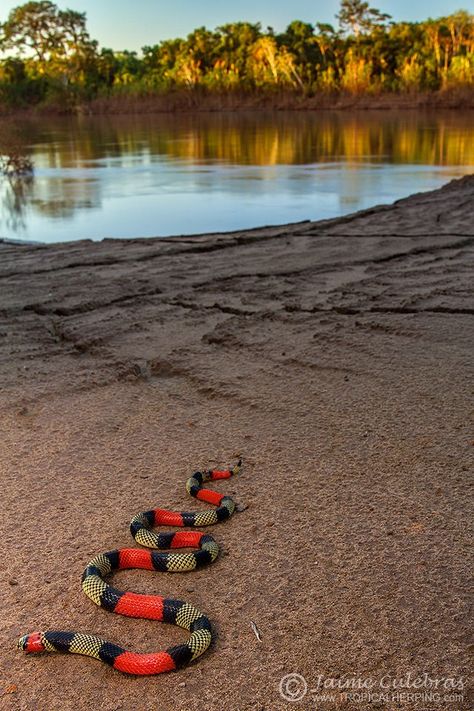 Venezuelan Coral Snake (Micrurus isozonus) Snake Turtle, Spiders And Snakes, Deadly Animals, Snake Wallpaper, Coral Snake, Snake Venom, Cute Reptiles, Snake Art, Beautiful Snakes