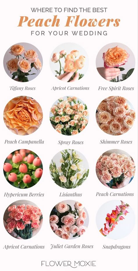 Peach And Cream Wedding, Wedding Flower Types, Cream Wedding Flowers, Flower Moxie, Flower Chart, Peach Wedding Flowers, Peach And Cream, Flower Guide, Cream Wedding