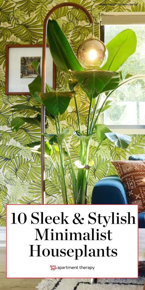 These are the top 10 minimalist plants to complement minimalist decor styles. #minimalist #minimalistdecor #plants #houseplants #minimalistplants #popularhouseplants #besthouseplants #planttips #plantcare #indoorplants Snake Plant Decor, Minimalist Plants, Winter Flower Arrangements, Popular House Plants, Eco Friendly Interior, Air Purifying House Plants, Plant Benefits, Snake Plants, Low Light Plants