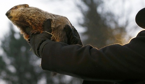 Travel to Puxatawny to see Phil for the Groundhog's Day celebration! Puxatawny Phil, Groundhog Day Movie, Odd Facts, Punxsutawney Phil, Animals Amazing, In And Out Movie, Groundhog Day, News Stories, Bald Eagle